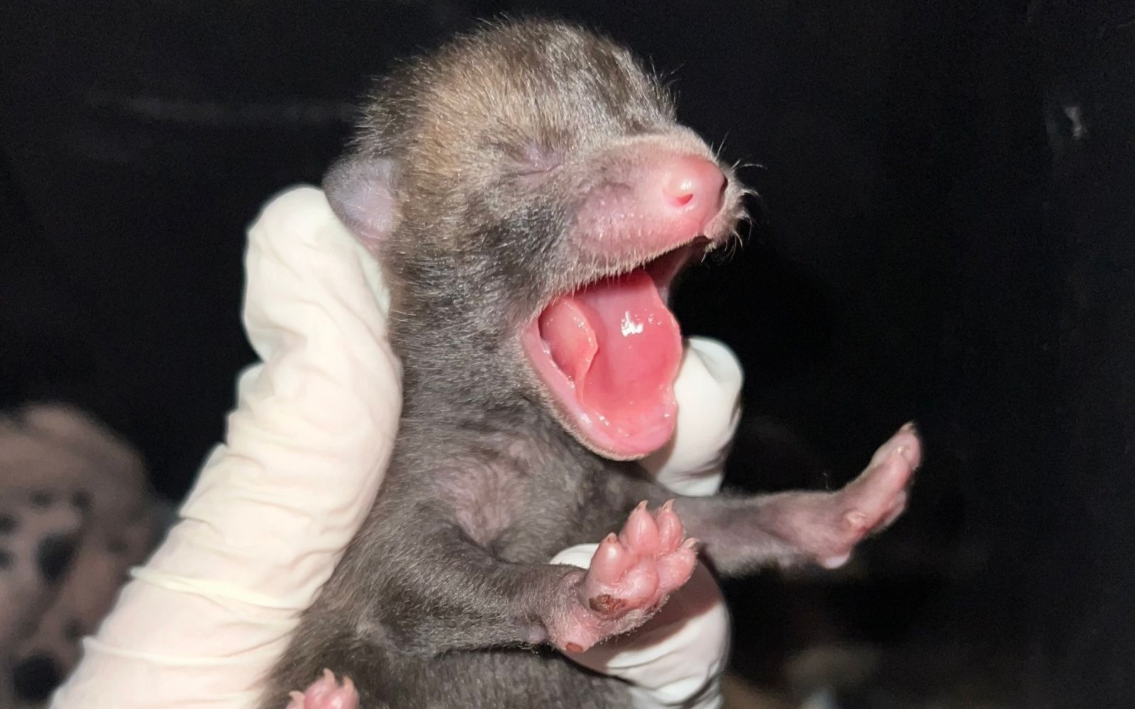 Fox Cubs at Ford Bromley