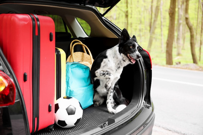 an open but fully packed boot ready for a summer holiday, with suitcases, bags, a football, and an excited border collie sat amongst them