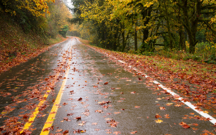 wet leaves 