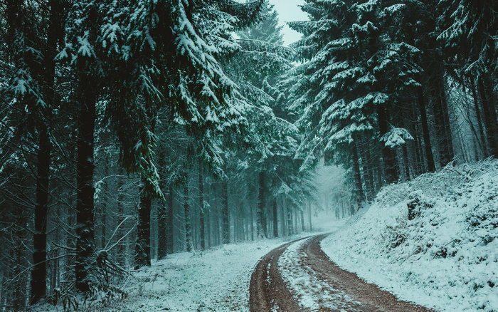 Snow-covered forest with tall evergreen trees lining a winding dirt path partially covered in snow, creating a serene winter landscape with no visible text or cars, not depicting used cars or new cars.