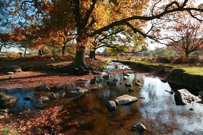 Scenic autumn landscape featuring a clear stream flowing through a park with large trees exhibiting orange and yellow leaves, scattered rocks in the water, and sunlight filtering through the branches under a blue sky, with no visible text or references to used cars or new cars.