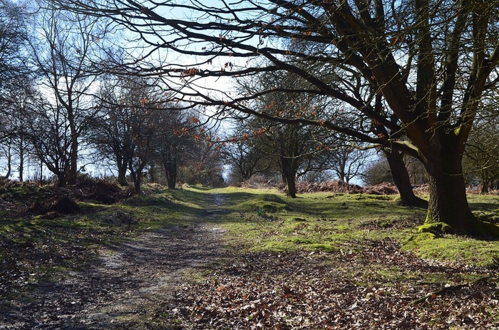 A woodland path surrounded by trees with bare branches and scattered dry leaves on the ground in a natural setting under bright daylight.