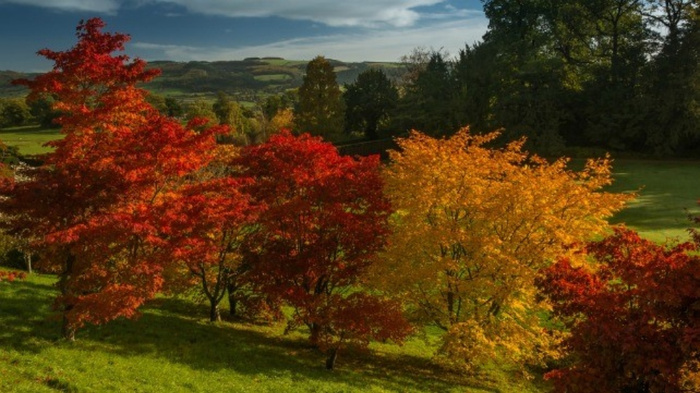 Scenic autumn landscape with vibrant red and orange trees on a grassy hillside under a partly cloudy blue sky, with rolling hills and dense green forest in the background, no text visible, unrelated to used cars or new cars.