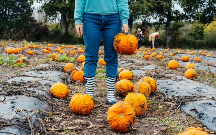 Person standing in a pumpkin patch holding a knobbly orange pumpkin, wearing blue jeans, a teal sweater, and striped wellington boots, with other pumpkins scattered on the soil and two people working in the background under green trees, in an outdoor farm setting.