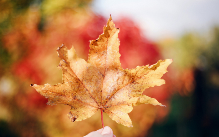 Person holding an autumn leaf