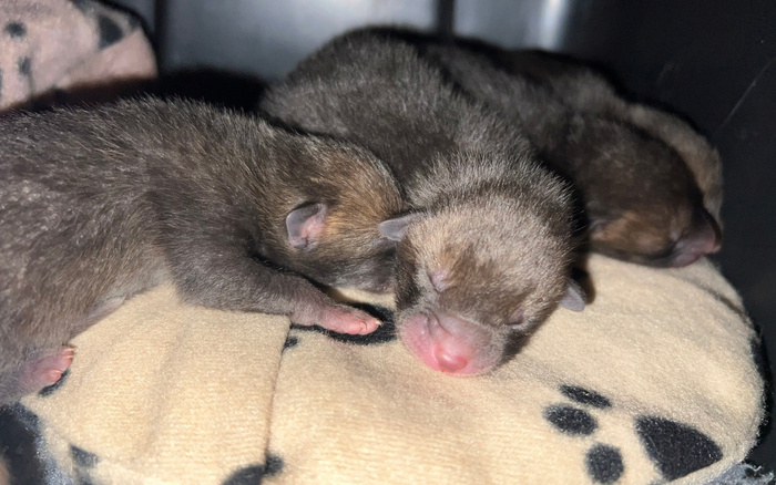 Bromley Dealership Assists With Unusual Family Reunion After Service Surprise