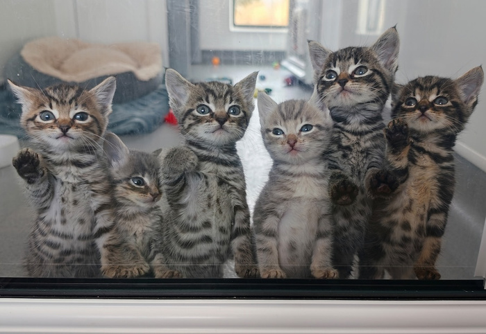 Colleagues Rally Round Newborn Kittens Found at Land Rover Exeter Dealership